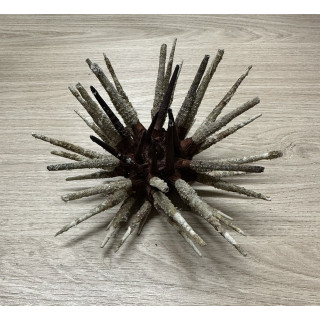 Oursin Priodocidaris 13/16cm lot de 3